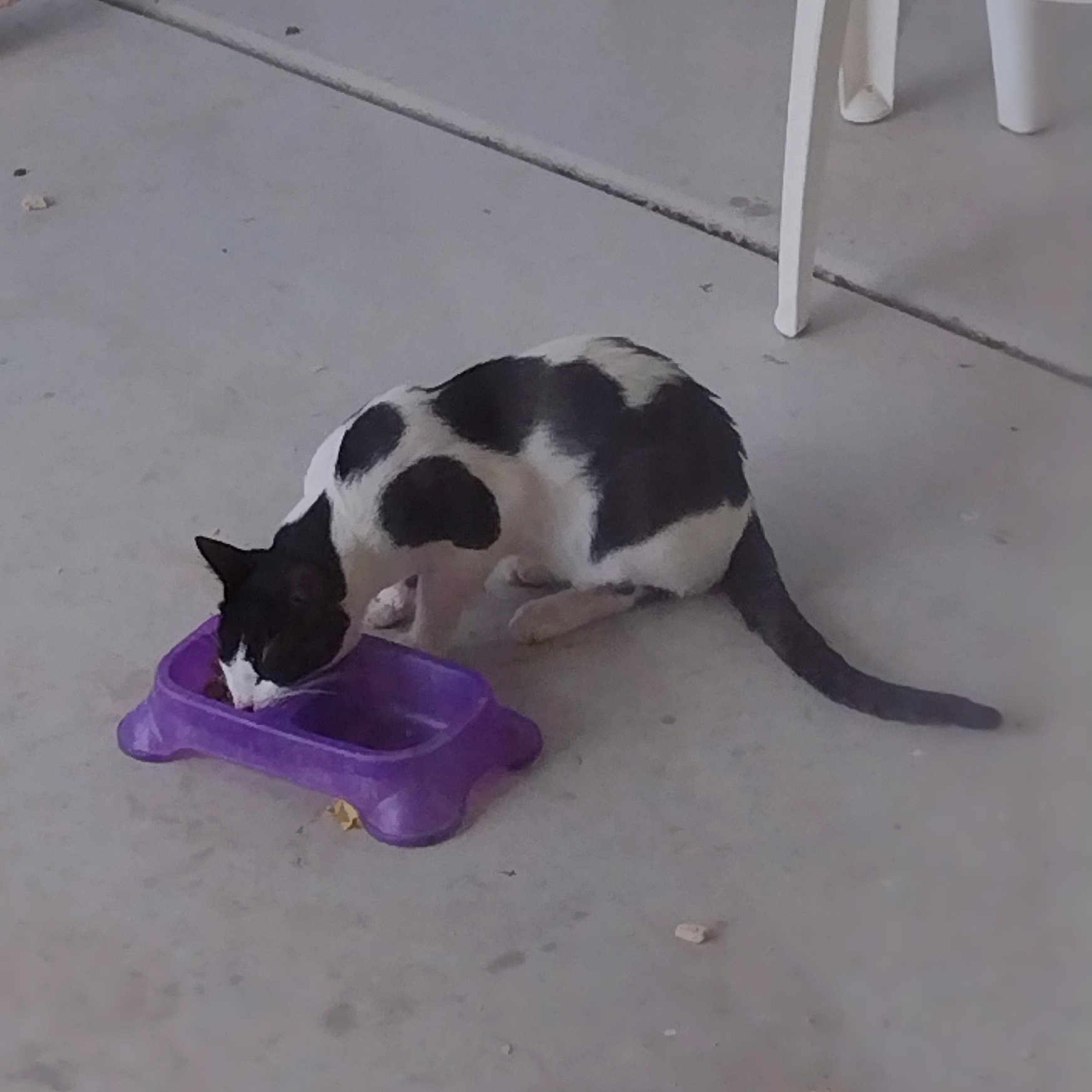 Mr Moo Cow joined the competition — help win amazing prizes! animal, black_and_white, cat, chair_leg, concrete_floor, domestic_cat, eating, feline, food_bowl, four_legs, hungry, mammal, outdoor, patio, pet, purple, quiet, side_view, tail, whiskers