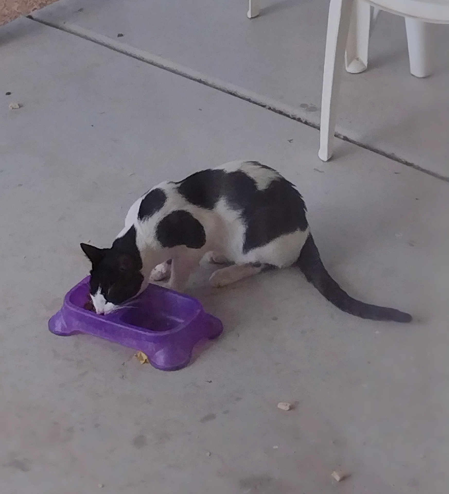 Mr Moo Cow joined the competition — help win amazing prizes! cat, black_and_white, food_bowl, purple, concrete_floor, outdoor, patio, animal, pet, eating, feline, hungry, chair_leg, domestic_cat, side_view, mammal, four_legs, tail, whiskers, quiet