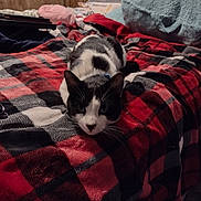 Mr Moo Cow is registered to the contest to win money with this photo: cat, black_and_white, bed, blanket, plaid, pillow, indoor, animal, pet, resting, feline, cozy, fur, whiskers, cute, domestic, soft, relaxed, lying_down, mammal