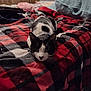 animal, bed, black_and_white, blanket, cat, cozy, cute, domestic, feline, fur, indoor, lying_down, mammal, pet, pillow, plaid, relaxed, resting, soft, whiskers