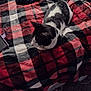Mr Moo Cow joined the competition — help win amazing prizes! cat, black_and_white, blanket, plaid, bed, tablet_case, slippers, indoor, resting, pet, feline, fur, cozy, comfortable, domestic, animal, sleeping_spot, soft, pattern, relaxed