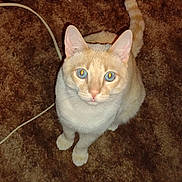 Boo is registered to the contest to win money with this photo: animal, attention, blue_eyes, carpet, cat, closeup, cream_colored, curious, cute, domestic, ears, feline, floor, fur, indoor, looking_up, pet, sitting, tail, whiskers