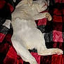 Boo is registered to the contest to win money with this photo: cat, sleeping, white_cat, blanket, plaid, cozy, fur, pet, indoor, relaxed, resting, animal, cute, soft, comfort, paw, whiskers, nap, domestic, feline