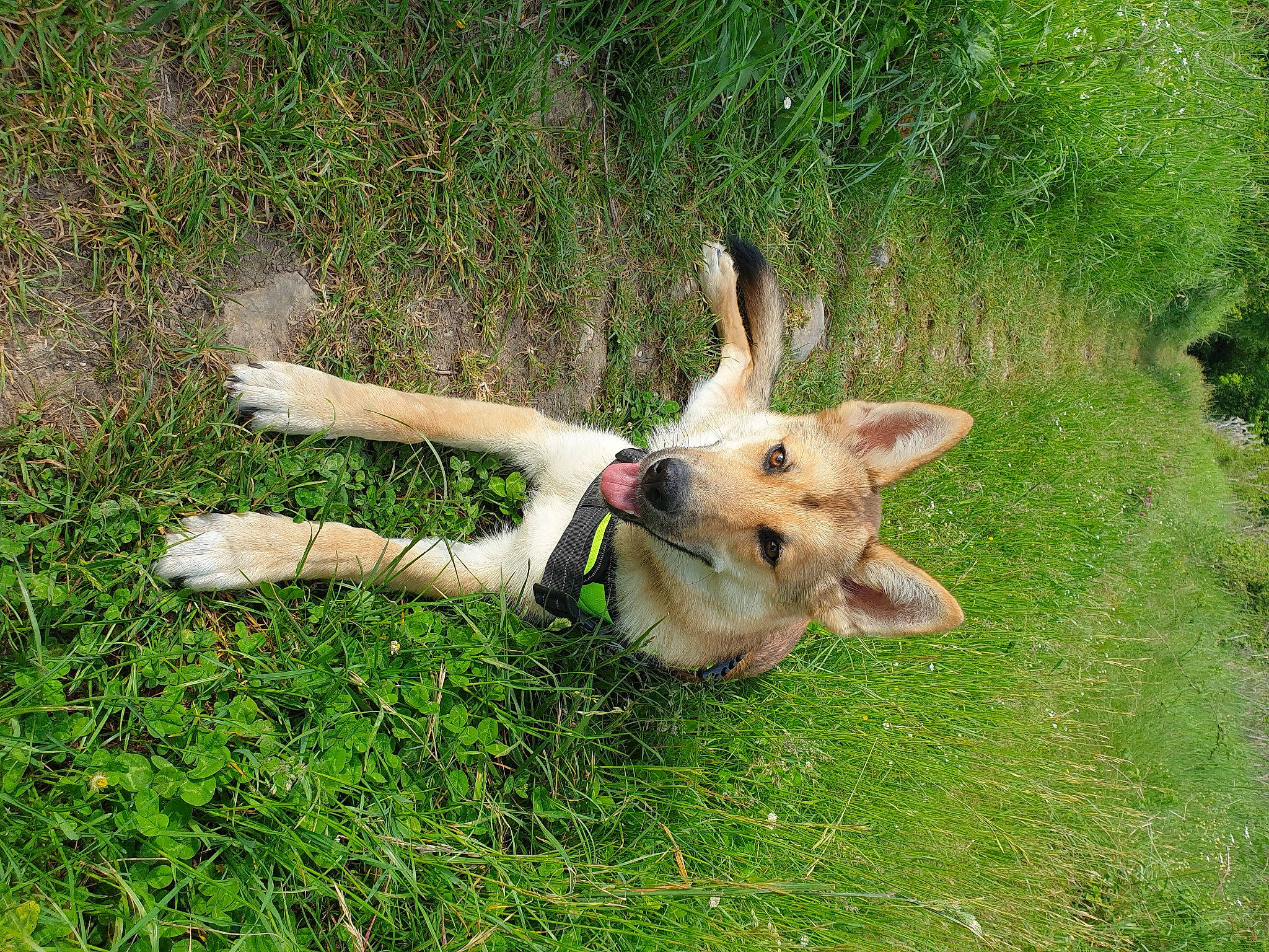 Snow a rejoint le concours — aidez-le/la à gagner de superbes lots ! canidae, carnivore, companion_dog, dog_breed, fawn, gesture, grass, grass_family, grassland, meadow, pasture, paw, people_in_nature, plant, snout, sporting_group, tail, terrestrial_animal, wildlife, wing