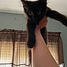Binx is registered to the contest to win money with this photo: black_cat, kitten, animal, pet, indoor, hand, curtains, window, blinds, fur, ears, eyes, feline, mammal, domestic_animal, cute, young, holding, light, shadow