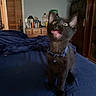 Binx joined the competition — help win amazing prizes! black_cat, kitten, blue_collar, bed, blanket, indoor, furniture, dresser, tongue_out, playful, pet, animal, domestic_cat, bedroom, wooden_furniture, collar_bell, curious, young_cat, blue_bedspread, eyes_wide