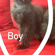 Binx joined the competition — help win amazing prizes! black_kitten, cat, kitten, pet, animal, feline, red_couch, indoor, fur, sitting, curious, young_cat, domestic_animal, whiskers, ears, eyes, cute, small, mammal, home
