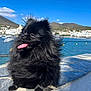 dog, pomeranian, black_fur, tongue_out, outdoor, waterfront, stone_ledge, sunny, blue_sky, mountains, town, boats, leash, pet, fluffy, happy, nature, summer, portrait, animal