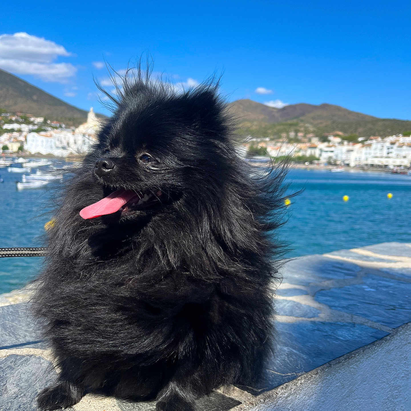 Praline a rejoint le concours — aidez-le/la à gagner de superbes lots ! animal, black_fur, blue_sky, boats, dog, fluffy, happy, leash, mountains, nature, outdoor, pet, pomeranian, portrait, stone_ledge, summer, sunny, tongue_out, town, waterfront