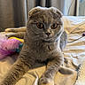 Prissy joined the competition — help win amazing prizes! cat, gray_cat, scottish_fold, folded_ears, pet, animal, feline, golden_eyes, fluffy, fur, sitting, bed, bedroom, indoors, curtains, feather_toy, colorful_toy, paws, portrait, cute