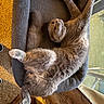 cat, gray_cat, pet, animal, feline, fluffy, fur, lying_down, upside_down, relaxed, playful, funny_pose, paws, whiskers, eyes, cat_bed, cushion, indoor, sunlight, window