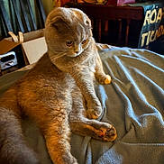 Prissy is registered to the contest to win money with this photo: cat, feline, british_shorthair, gray_fur, orange_eyes, round_face, folded_ears, whiskers, sitting, lounging, blanket, bed, cozy, indoors, chair, furniture, warm_lighting, portrait, relaxed, pet