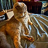 cat, feline, british_shorthair, gray_fur, orange_eyes, round_face, folded_ears, whiskers, sitting, lounging, blanket, bed, cozy, indoors, chair, furniture, warm_lighting, portrait, relaxed, pet