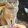 Prissy joined the competition — help win amazing prizes! cat, gray_cat, fluffy, folded_ears, golden_eyes, whiskers, portrait, close_up, sitting, indoors, notebook, floral_design, flowers, table, furniture, black_bag, background, pet, cute, focused