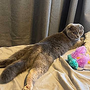 Prissy is registered to the contest to win money with this photo: cat, gray_cat, folded_ears, pet, bed, bedding, feather_toy, toy, indoor, curtains, feline, animal, fur, resting, lying_down, playful, looking_back, cozy, domestic_cat, cute
