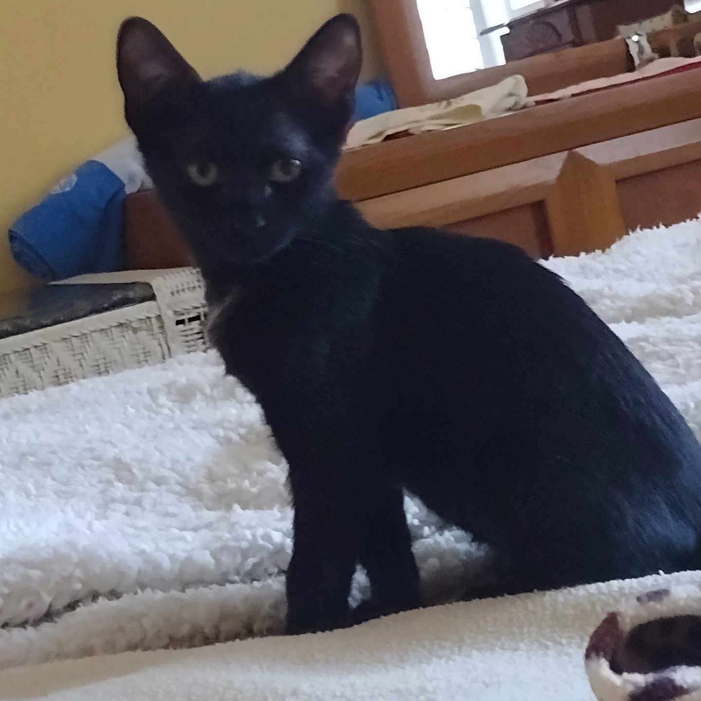 Mystique joined the competition — help win amazing prizes! animal, bed, black_cat, blanket, cat, cozy, cute, domestic, feline, furniture, furry, home, indoor, pet, resting, sitting, soft_texture, white_blanket, wooden, young_cat