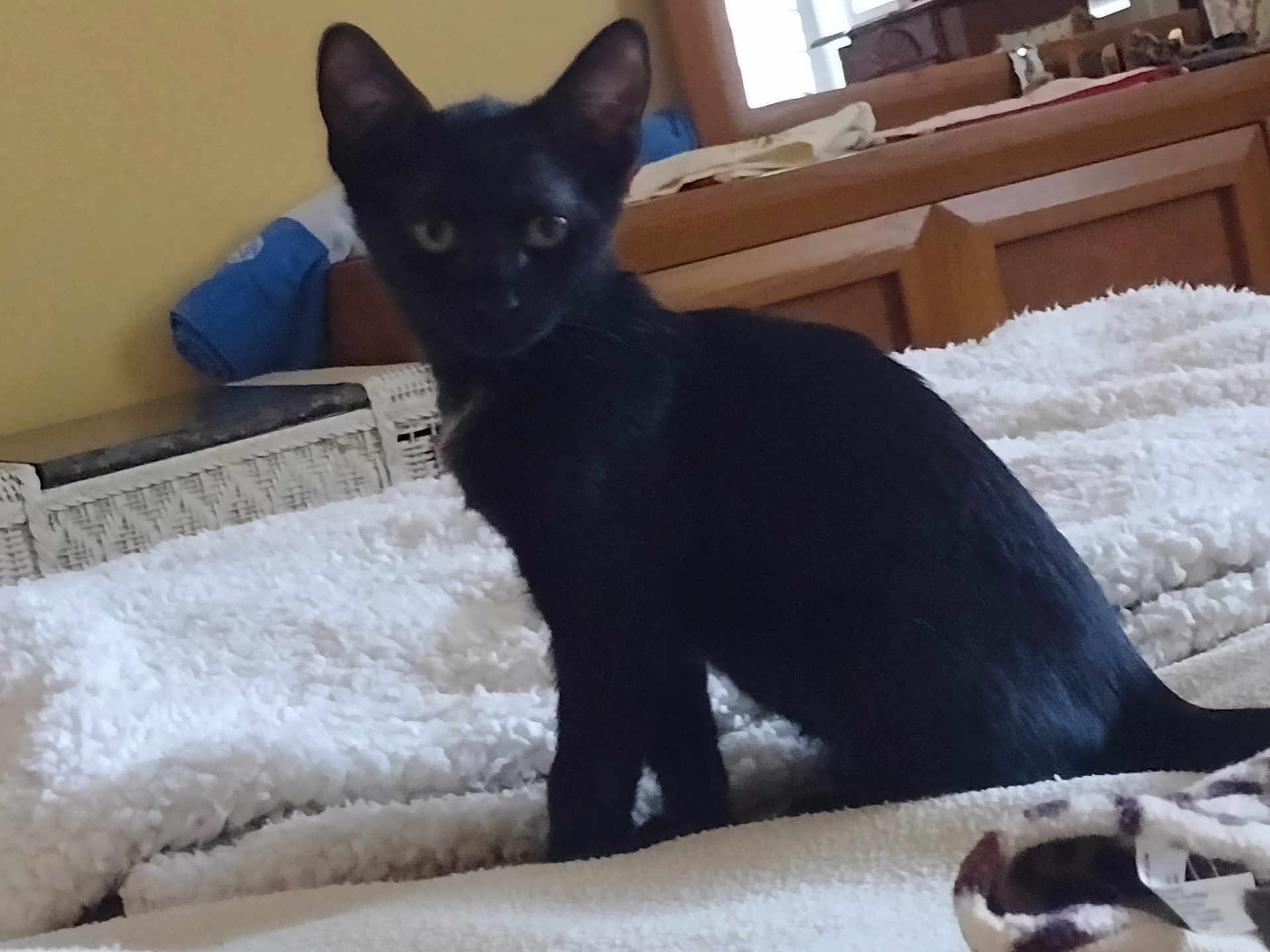 Mystique joined the competition — help win amazing prizes! black_cat, cat, indoor, bed, blanket, furniture, wooden, cozy, pet, animal, sitting, white_blanket, soft_texture, domestic, furry, home, resting, cute, young_cat, feline