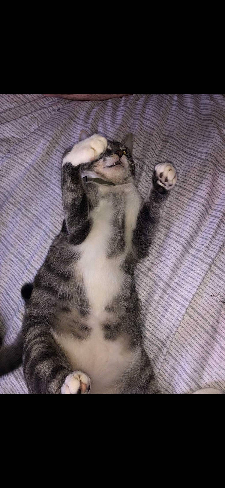 Rambo participe au concours pour gagner de l'argent avec cette photo : carnivore, cat, claw, comfort, domestic_short_haired_cat, felidae, foot, fur, grey, human_leg, linens, mammal, pattern, paw, small_to_medium_sized_cats, tail, terrestrial_animal, vertebrate, whiskers, wood