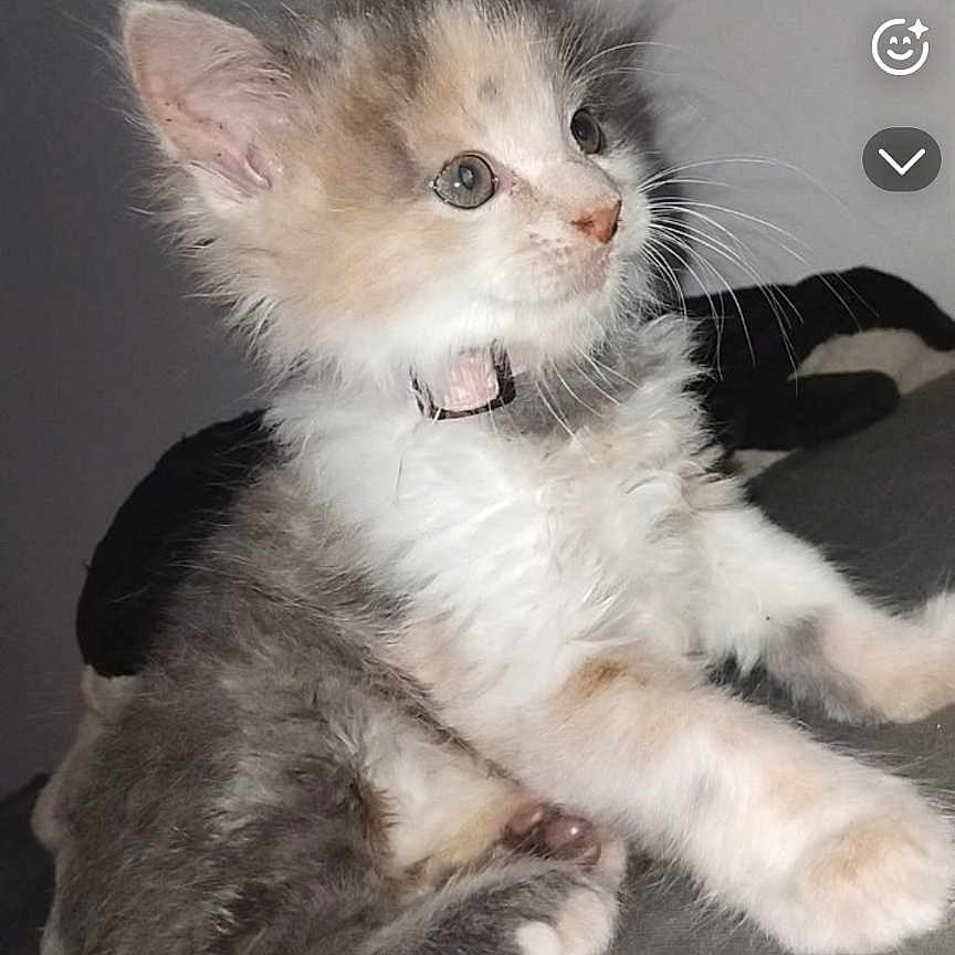 Winny participe au concours pour gagner de l'argent avec cette photo : abyssinian, advertisement, angora, animal, cat, computerhardware, doctor, electronics, hardware, kitten, manx, monitor, person, pet, phone, poster, screen, siamese, snout, text