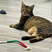 Mr. Mars is registered to the contest to win money with this photo: cat, tabby_cat, pet, animal, lying_down, wide_eyed, indoors, floor, wood_floor, home, toy, cat_toy, plaything, green_toy, red_toy, rope_toy, relaxed, striped_fur, whiskers, portrait