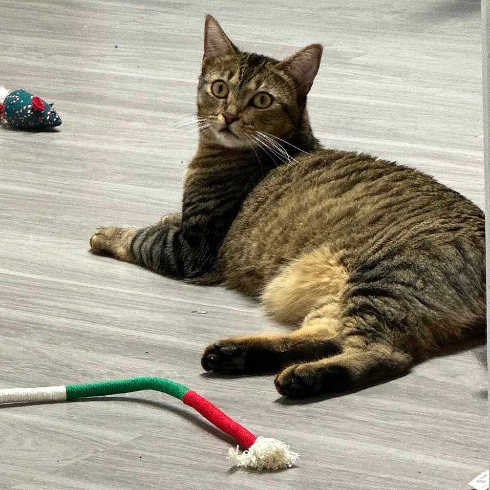 Mr. Mars is registered to the contest to win money with this photo: cat, tabby_cat, pet, animal, lying_down, wide_eyed, indoors, floor, wood_floor, home, toy, cat_toy, plaything, green_toy, red_toy, rope_toy, relaxed, striped_fur, whiskers, portrait