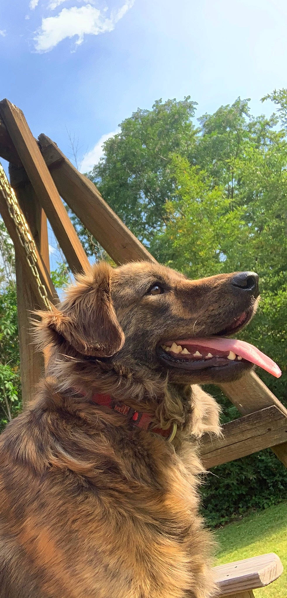 Gatsby joined the competition — help win amazing prizes! canidae, carnivore, dog, dog_breed, fawn, golden_retriever, mammal, retriever, snout, sporting_group, vertebrate
