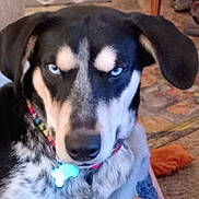 Gia is registered to the contest to win money with this photo: animal, black_and_white_fur, blue_eyes, carpet, closeup, collar, dog, ears, expression, face, floor, furniture, household, indoor, looking, pattern, pet, sitting, tag, tongue