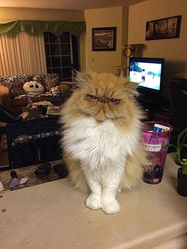 Sheldon is registered to the contest to win money with this photo: