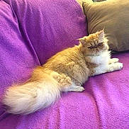 Sheldon joined the competition — help win amazing prizes!