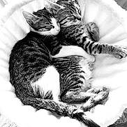 Oscar Et Sasha participe au concours pour gagner de l'argent avec cette photo : cat, kitten, tabby, sleeping, snuggling, basket, fluffy, cozy, pets, fur, whiskers, cute, animal, domestic_cat, resting, paw, closeup, companion, indoor, adorable