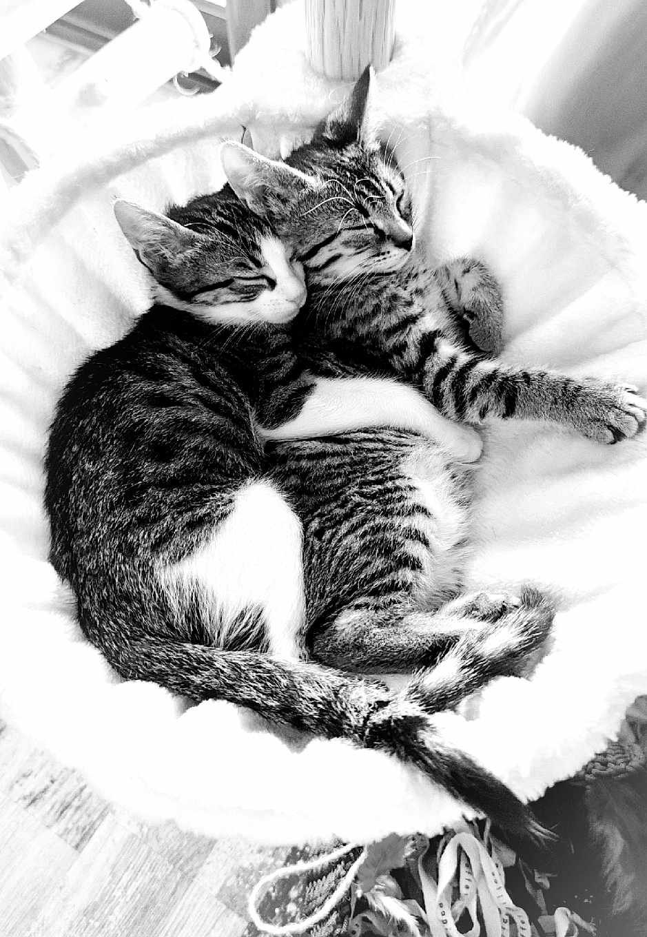 Oscar Et Sasha participe au concours pour gagner de l'argent avec cette photo : cat, kitten, tabby, sleeping, snuggling, basket, fluffy, cozy, pets, fur, whiskers, cute, animal, domestic_cat, resting, paw, closeup, companion, indoor, adorable