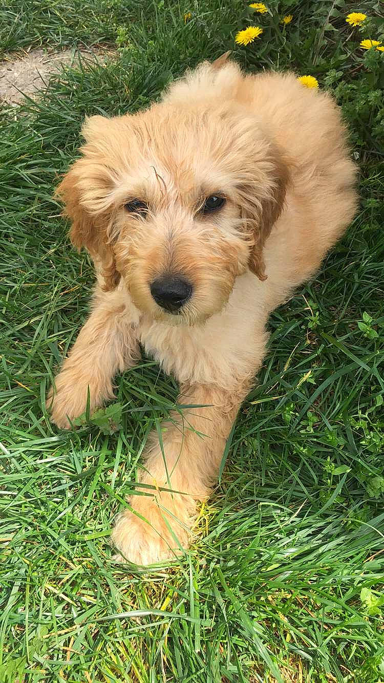 Benji is registered to the contest to win money with this photo: basset_fauve_de_bretagne, bosnian_coarse_haired_hound, briquet_griffon_vendeen, canidae, carnivore, cockapoo, companion_dog, dog, dog_breed, dutch_smoushond, goldendoodle, lakeland_terrier, mammal, petit_basset_griffon_vendeen, poodle_crossbreed, puppy, schnoodle, sporting_lucas_terrier, terrier, vertebrate