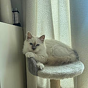 Andy a rejoint le concours — aidez-le/la à gagner de superbes lots ! blue_eyes, calm, cat, cat_tree, cozy, curtains, cute, domestic_animal, feline, floor, fluffy, furniture, home, indoor, paw, pet, relaxed, resting, white_cat, window_light