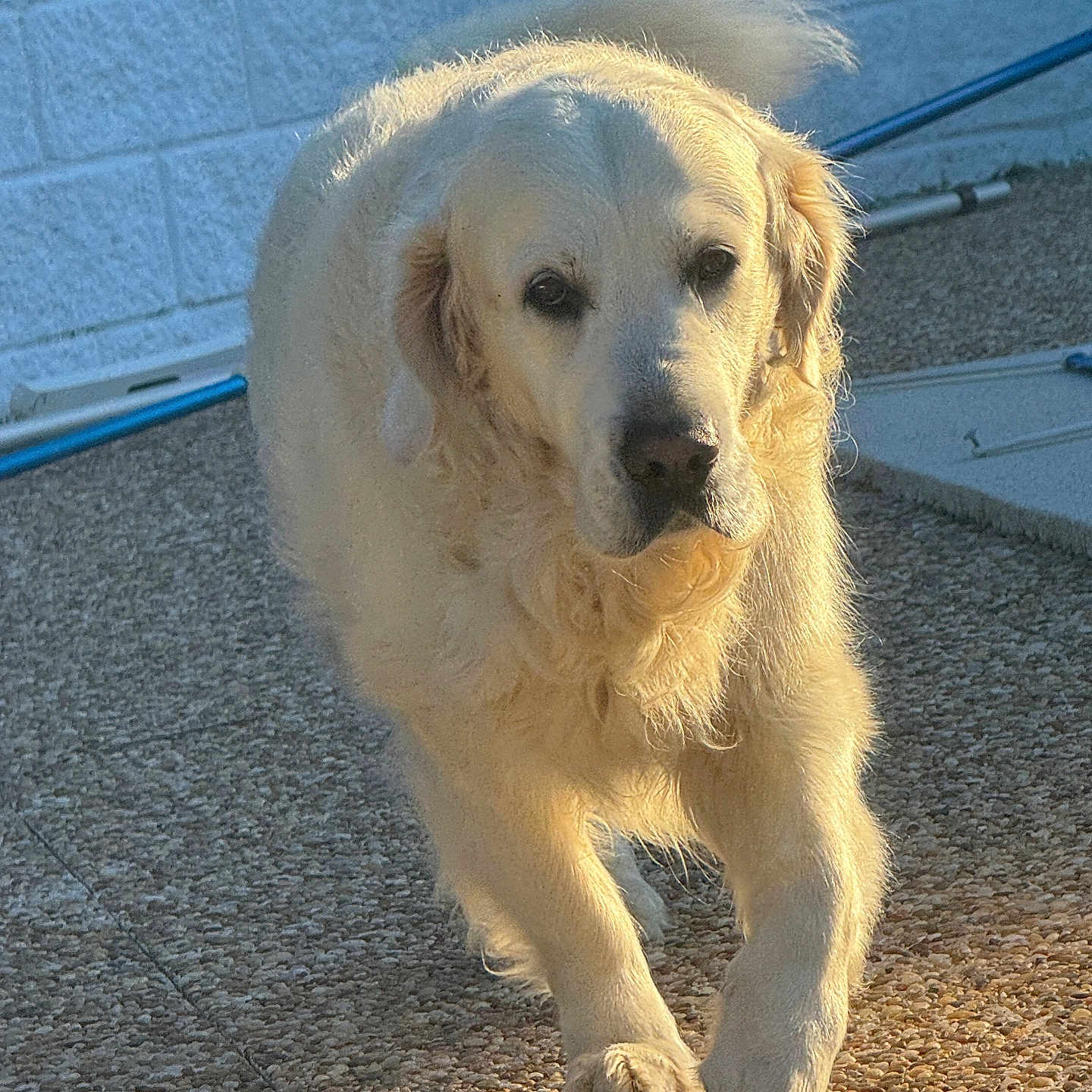 Popy a rejoint le concours — aidez-le/la à gagner de superbes lots ! accessories, animal, canine, cockerspaniel, dog, eskimodog, goldenretriever, hound, labradorretriever, leash, pet, puppy, slate, strap, terrier, whitedog