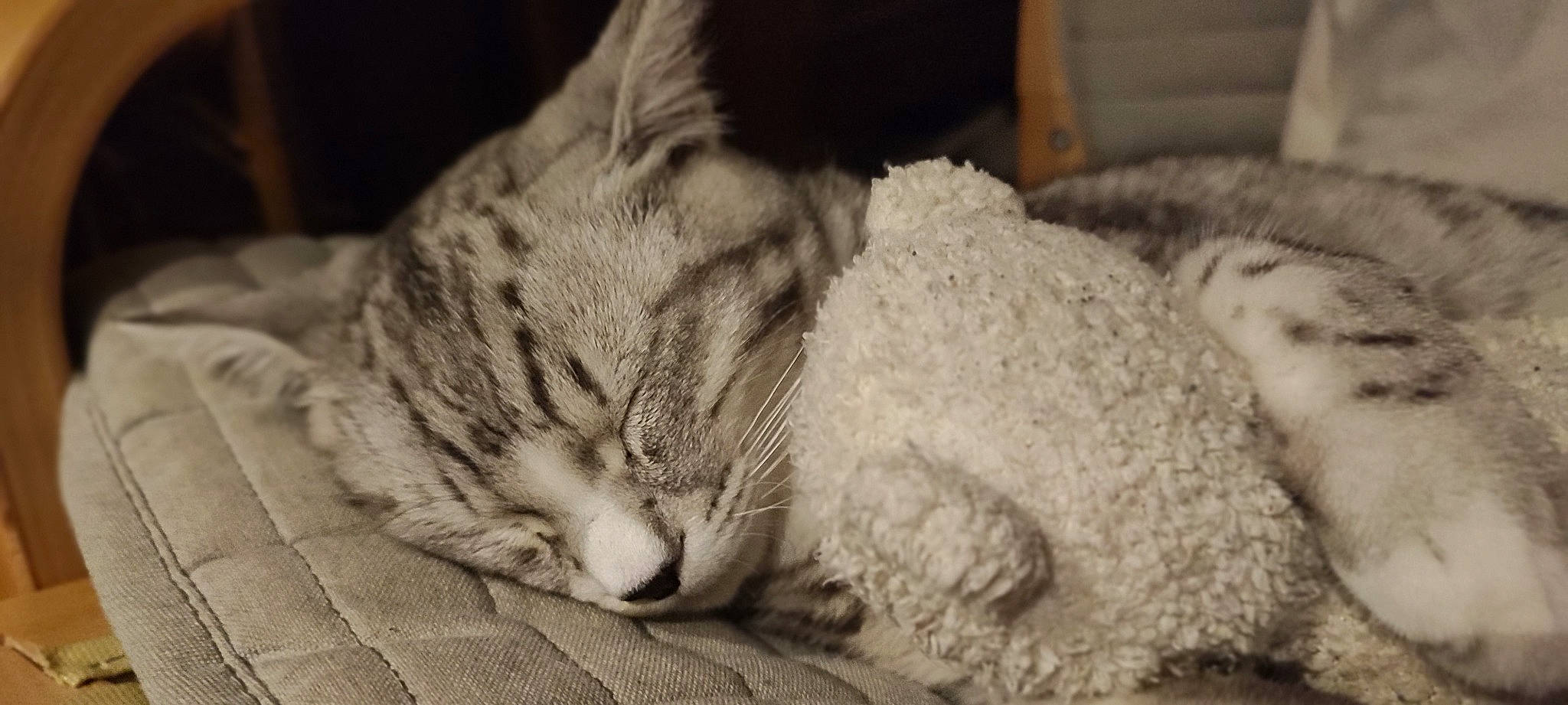 Shazam a rejoint le concours — aidez-le/la à gagner de superbes lots ! carnivore, cat, claw, comfort, domestic_short_haired_cat, eye, felidae, fur, monochrome, monochrome_photography, nap, paw, sleep, small_to_medium_sized_cats, snout, still_life_photography, tail, whiskers, wildlife, wood