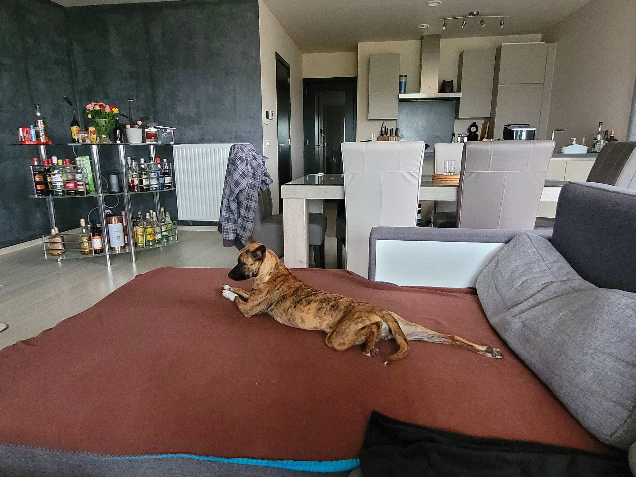 Shiva a rejoint le concours — aidez-le/la à gagner de superbes lots ! bookcase, carnivore, carpet, comfort, companion_dog, couch, dog, event, floor, flooring, hardwood, interior_design, lighting, living_room, picture_frame, room, shelf, shelving, studio_couch, wood