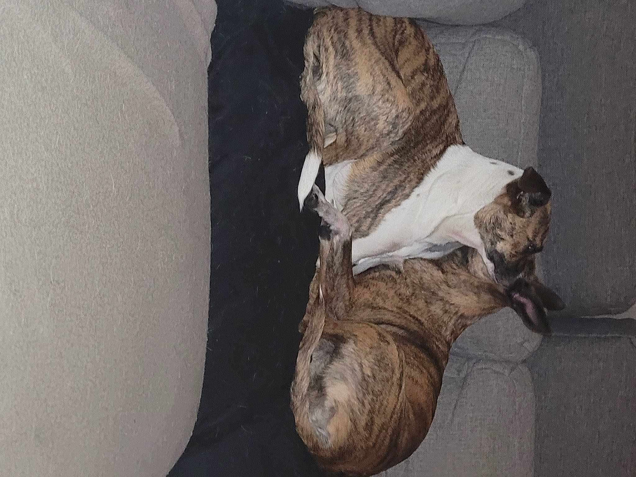 Sia a rejoint le concours — aidez-le/la à gagner de superbes lots ! art, artifact, carving, fossil, fur, grey, hat, natural_material, plaster, room, sculpture, snout, tail, tourist_attraction, trunk, visual_arts, wood