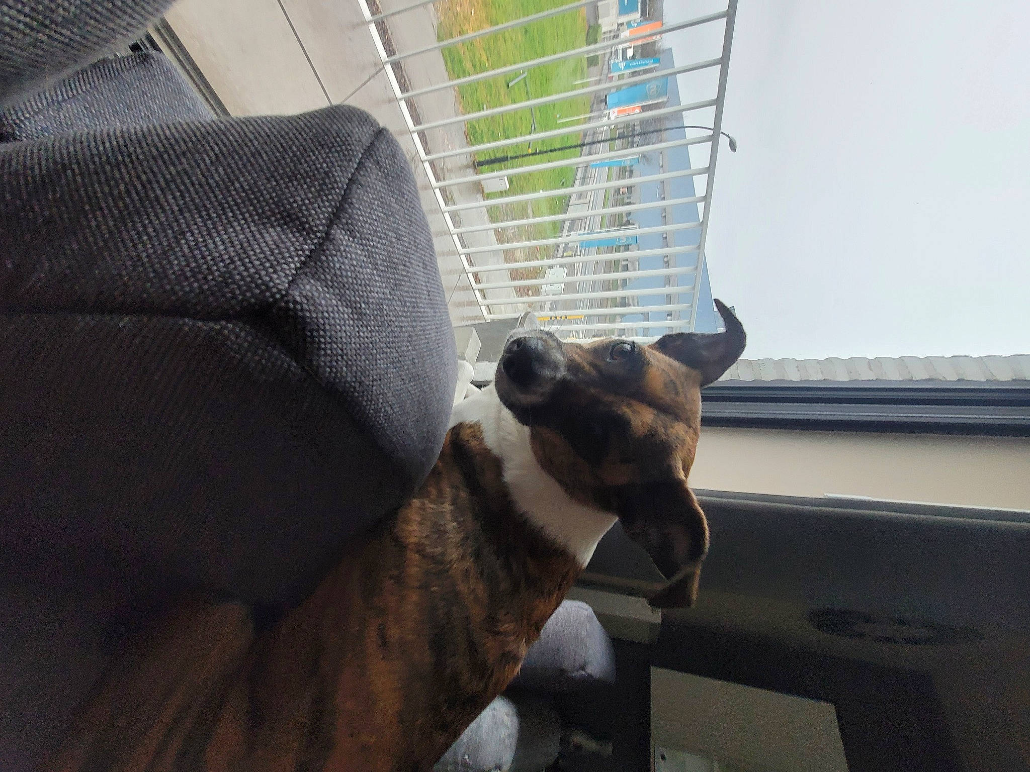 Sia a rejoint le concours — aidez-le/la à gagner de superbes lots ! animal_shelter, cage, canidae, carnivore, comfort, companion_dog, dog, dog_breed, fawn, felidae, mesh, pet_supply, small_to_medium_sized_cats, snout, tail, whiskers, window, window_blind, window_covering, working_animal