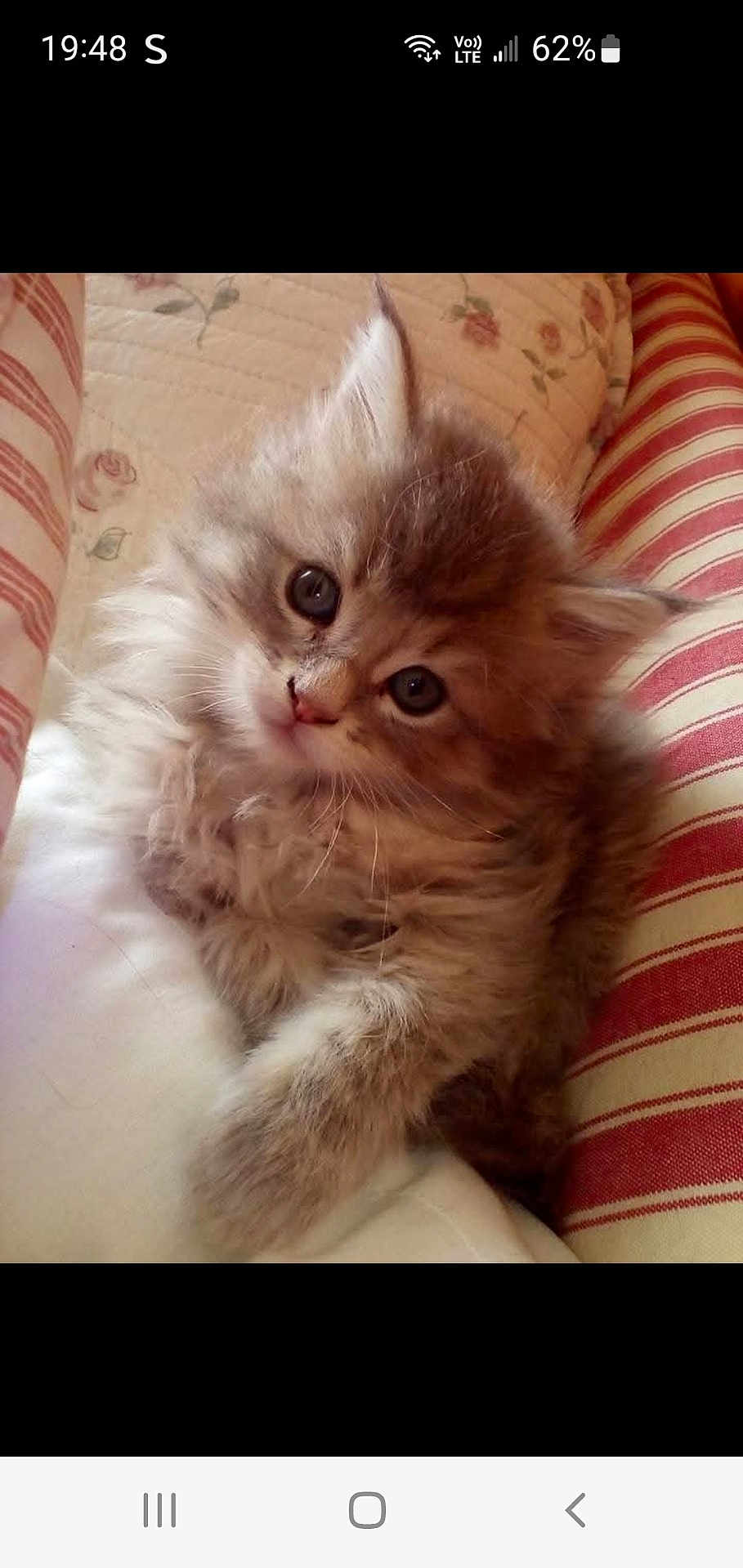 Juliette a rejoint le concours — aidez-le/la à gagner de superbes lots ! kitten, cat, fluffy, cute, pet, animal, feline, cushion, striped, floral, indoor, resting, soft, young, closeup, fur, whiskers, adorable, relaxed, cozy