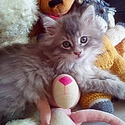 Juliette a rejoint le concours — aidez-le/la à gagner de superbes lots ! kitten, cat, fluffy, stuffed_animals, plush_toys, cozy, soft, gray, cute, pet, animal, indoor, lying_down, curious, close_up, young, toy, comfort, furry, home