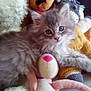 kitten, cat, fluffy, stuffed_animals, plush_toys, cozy, soft, gray, cute, pet, animal, indoor, lying_down, curious, close_up, young, toy, comfort, furry, home