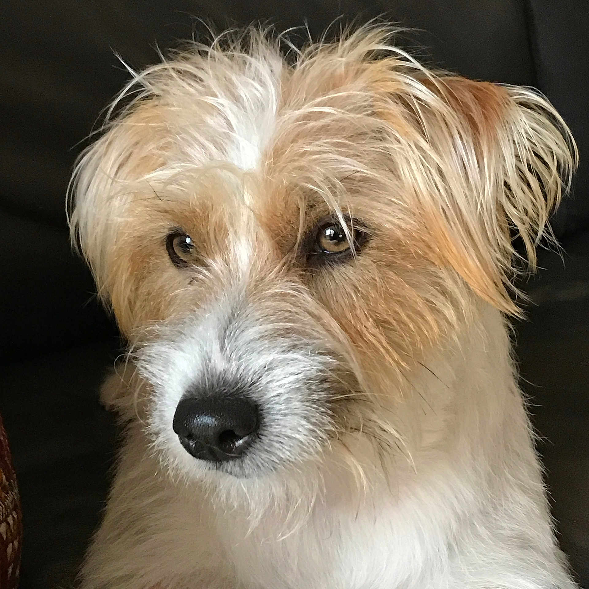 Tobby participe au concours pour gagner de l'argent avec cette photo : dog, close_up, pet, animal, fur, face, brown, white, portrait, canine, cute, whiskers, nose, ears, looking_away, indoor, scruffy, mammal, companion, domestic