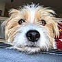 Tobby participe au concours pour gagner de l'argent avec cette photo : dog, close_up, pet, animal, fur, snout, leather, resting, indoor, face, eyes, whiskers, cute, curious, fluffy, muzzle, portrait, canine, expression, head