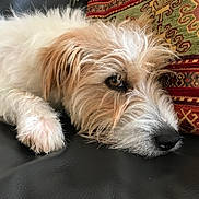 Tobby participe au concours pour gagner de l'argent avec cette photo : dog, pet, sleepy, fluffy, fur, closeup, resting, couch, pillow, patterned_pillow, brown_eyes, whiskers, snout, paw, indoor, relaxed, cute, companion, animal, leather_surface