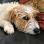 dog, pet, sleepy, fluffy, fur, closeup, resting, couch, pillow, patterned_pillow, brown_eyes, whiskers, snout, paw, indoor, relaxed, cute, companion, animal, leather_surface