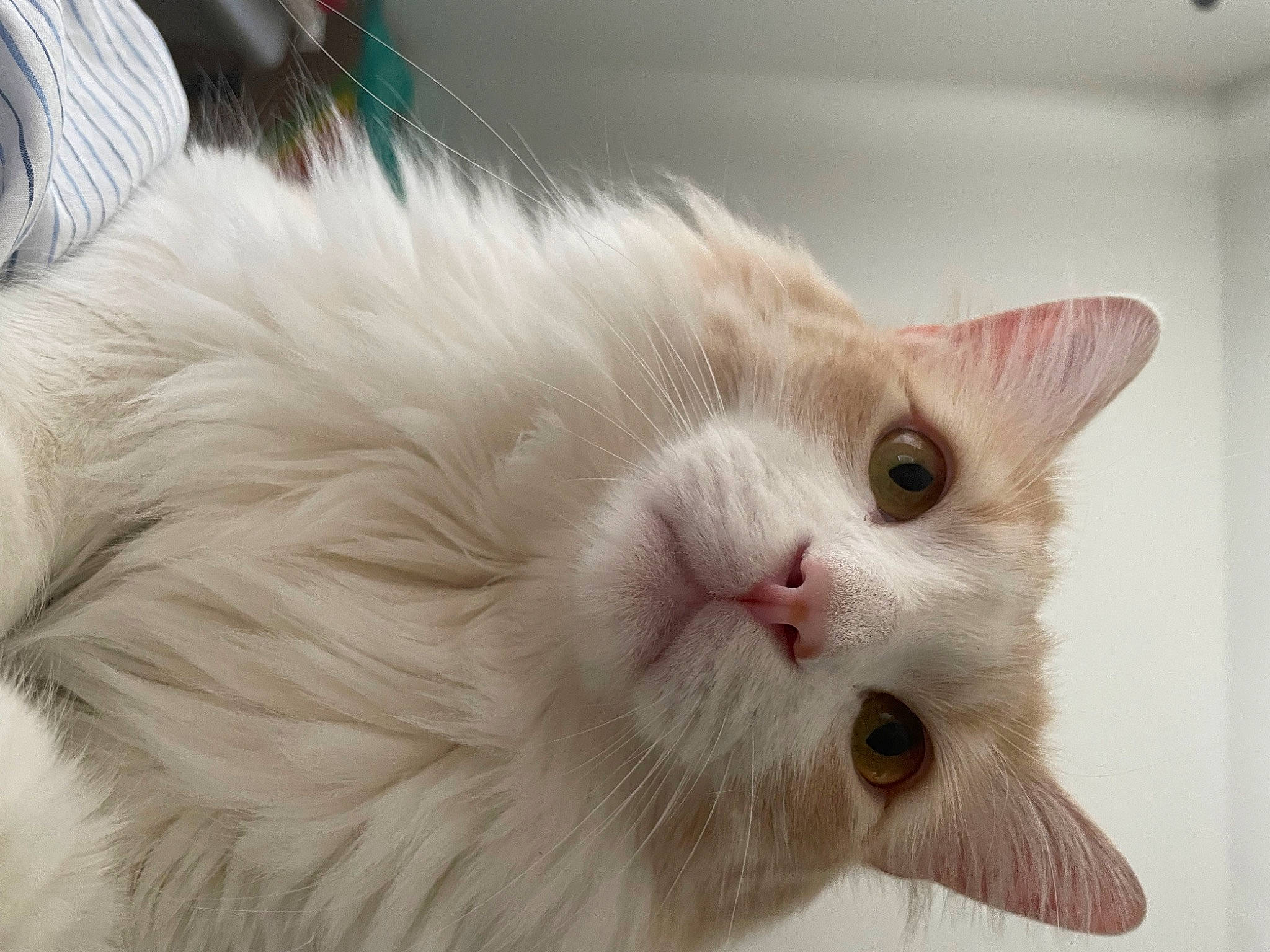 Butter joined the competition — help win amazing prizes! carnivore, cat, claw, comfort, domestic_short_haired_cat, fawn, felidae, flooring, fur, paw, small_to_medium_sized_cats, snout, tail, terrestrial_animal, whiskers