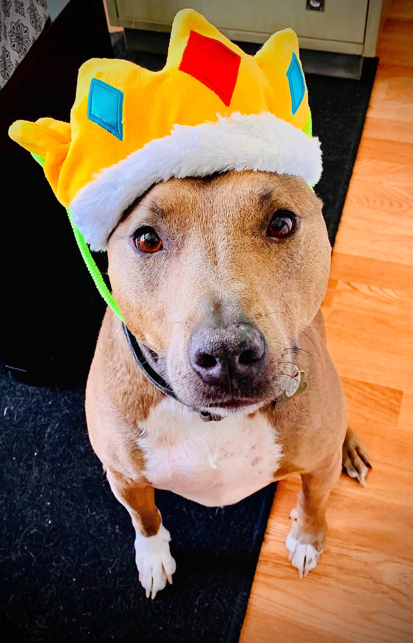 Spunky joined the competition — help win amazing prizes! cap, carnivore, collar, companion_dog, costume_hat, dog, dog_breed, dog_clothes, dog_collar, dog_supply, fawn, fedora, hat, leash, party_hat, pet_supply, snout, sporting_group, whiskers, working_animal