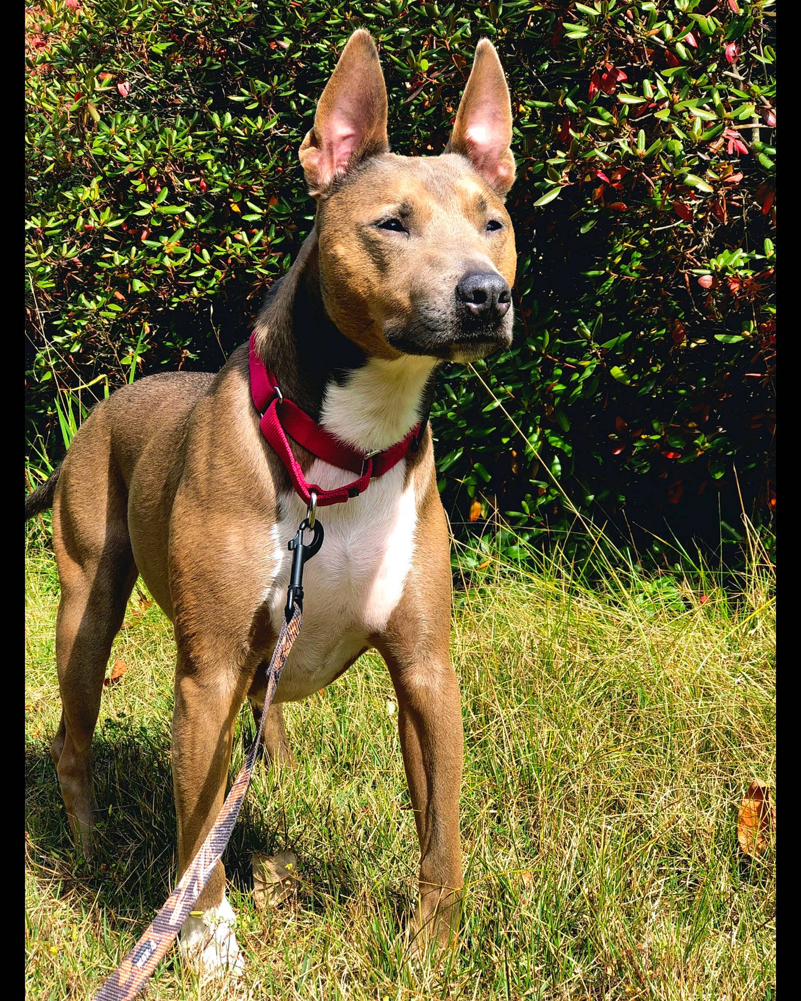 Spunky joined the competition — help win amazing prizes! canidae, carnivore, collar, companion_dog, dog, dog_breed, dog_collar, dog_supply, fashion_accessory, fawn, grass, non_sporting_group, pet_supply, plant, rectangle, sporting_group, terrestrial_animal, working_animal, working_dog