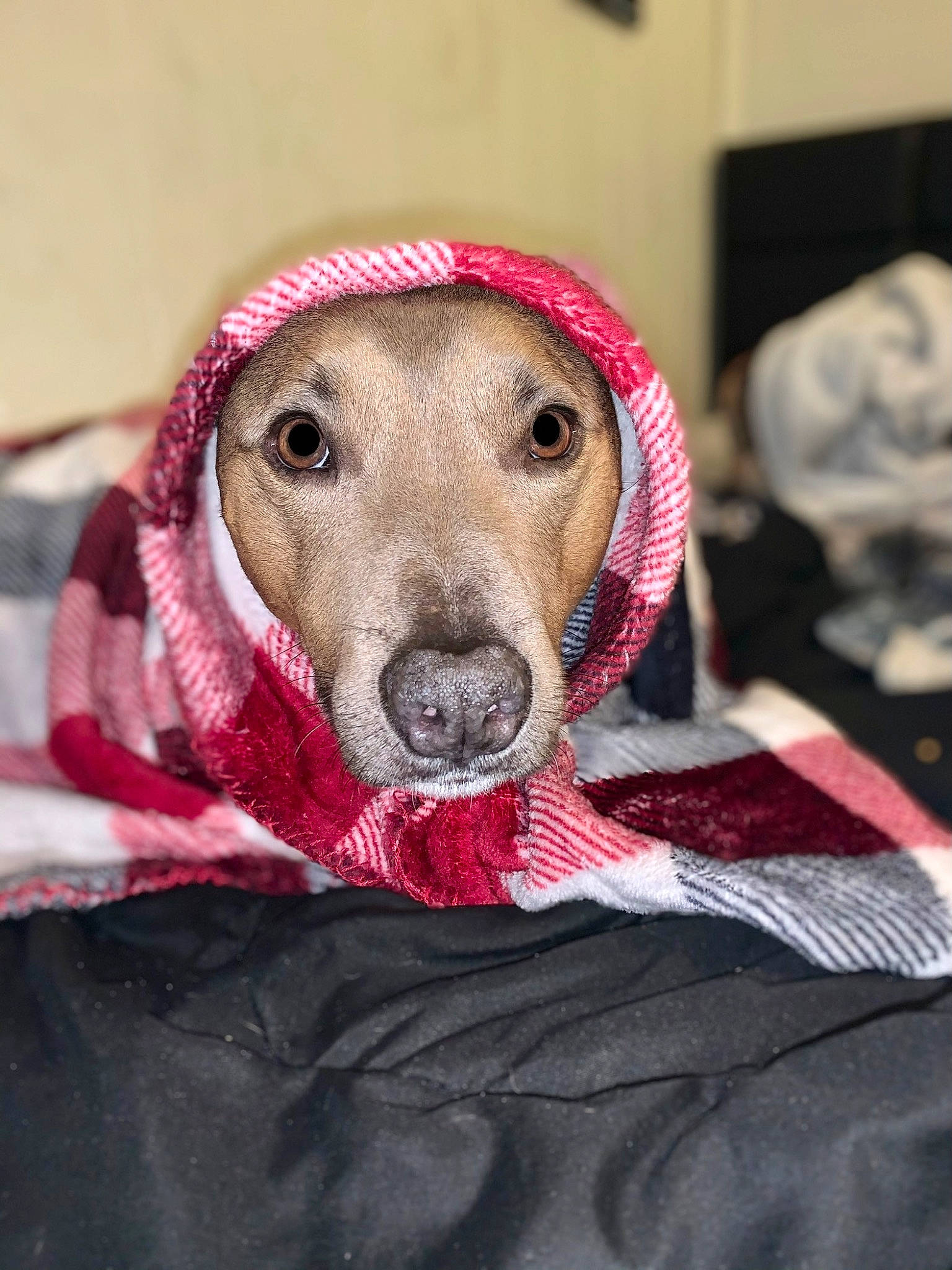 Spunky joined the competition — help win amazing prizes! canidae, carnivore, collar, comfort, companion_dog, dog, dog_breed, dog_supply, fawn, fur, guard_dog, labrador_retriever, pet_supply, retriever, selfie, smile, snout, sporting_group, whiskers, working_animal