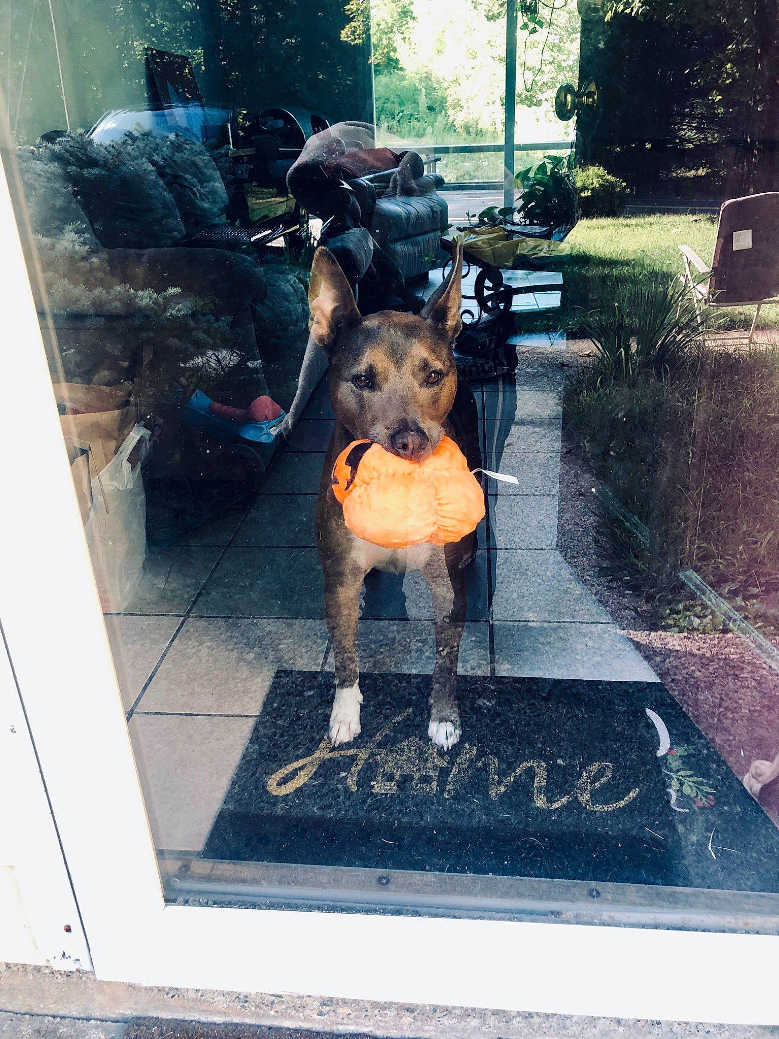 Spunky is registered to the contest to win money with this photo: art, carnivore, companion_dog, display_case, dog, dog_breed, door, fawn, flooring, fur, metal, plant, rectangle, road_surface, snout, sporting_group, square, tints_and_shades, visual_arts, working_animal